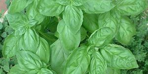 Basil Oil