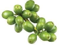 Green Coffee Extract
