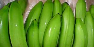 Cavendish Bananas