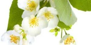 Fresh Jasmine Flower