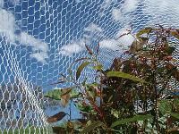 Anti Bird Net