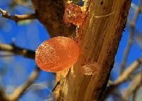 Gum Arabic
