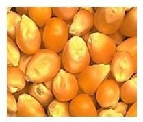 Yellow Corn
