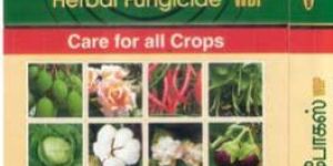 Focus Herbal Fungicide