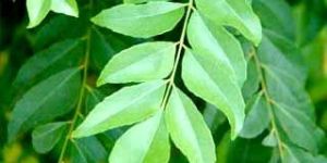 Curry Leaves