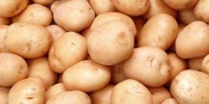 Potato