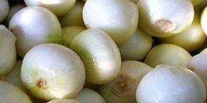 White Onion