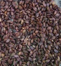Subabul Seeds