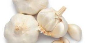 Garlic