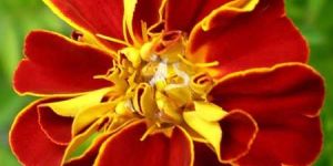 Shamamatul Amber Attar