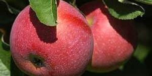 Apple Ripe Liquid Flavours