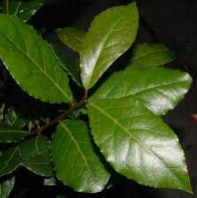 Bay Leaf
