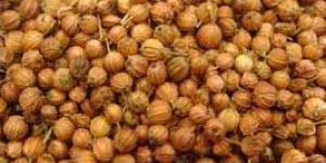 Coriander Seeds