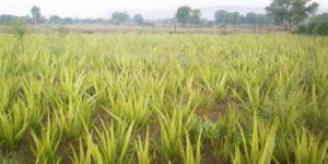 Aloe Vera Plant