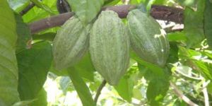 Unfermented Cocoa Beans