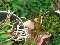 Indian Culinary Herbs