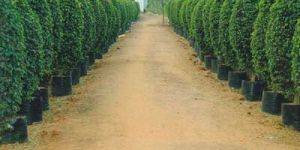Ficus Black Plant