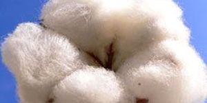 Raw Cotton