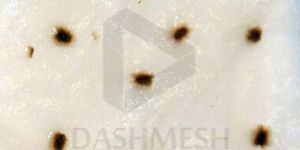 Seed Germination Filter Paper