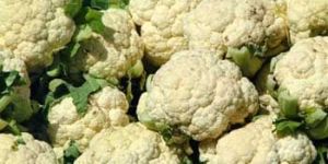 Fresh Cauliflower