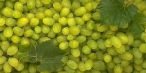 Fresh Grapes