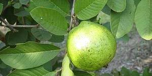Fresh Guava