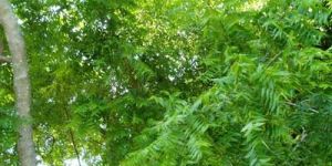 Azadirachta Indica Extract