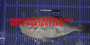 Frozen Leather Jacket Fish