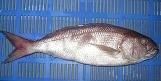 Frozen Red Snapper