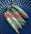 Sell Frozen Sardine