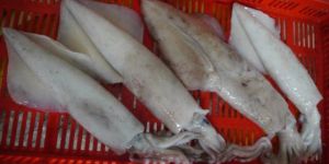 Frozen Squid