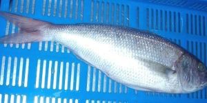 Frozen White Snapper