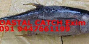 Frozen Yellow Fin Tuna