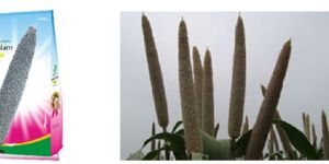 Bajra Seeds