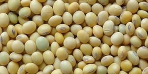 Soybean