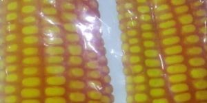 Maize Seed for Cattle Feed