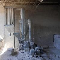 Plaster Of Paris Plant