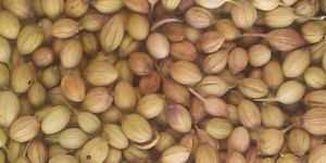 Coriander Seeds