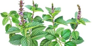 Holy Basil