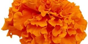 Marigold Flowers