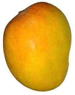 Fresh Mango