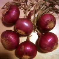 Bangalore Rose Onions
