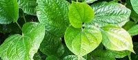 Betel Vine