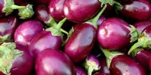 Fresh Brinjal