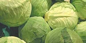 Fresh Cabbage