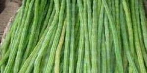 Fresh Drumstick