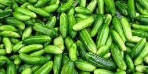 Fresh Ivy Gourd
