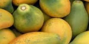 Fresh Papaya