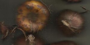 GLADILIOUS & TIBEROSE BULBS