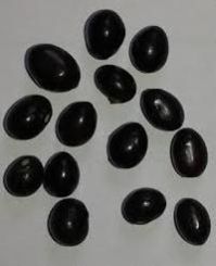 Sarpagandha Seeds